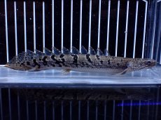 画像1: 【淡水魚】【通販】大きめ No1 ポリプテルス ポリプテルス ロイヤルバンドデルヘジィ(タイガーバンド)【個体販売】大型魚(生体)(熱帯魚)NKO (1)