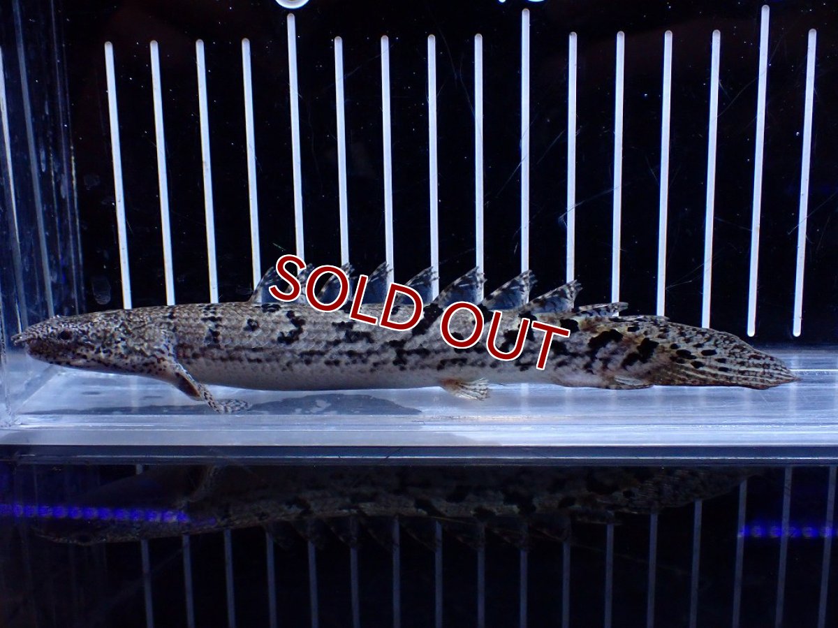 画像2: 【10%OFF対象商品30周年セール】【淡水魚】【通販】大きめ No1 ポリプテルス ポリプテルス ロイヤルバンドデルヘジィ(タイガーバンド)【個体販売】大型魚(生体)(熱帯魚)NKO (2)