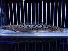 画像2: 【淡水魚】【通販】大きめ No1 ポリプテルス ポリプテルス ロイヤルバンドデルヘジィ(タイガーバンド)【個体販売】大型魚(生体)(熱帯魚)NKO (2)