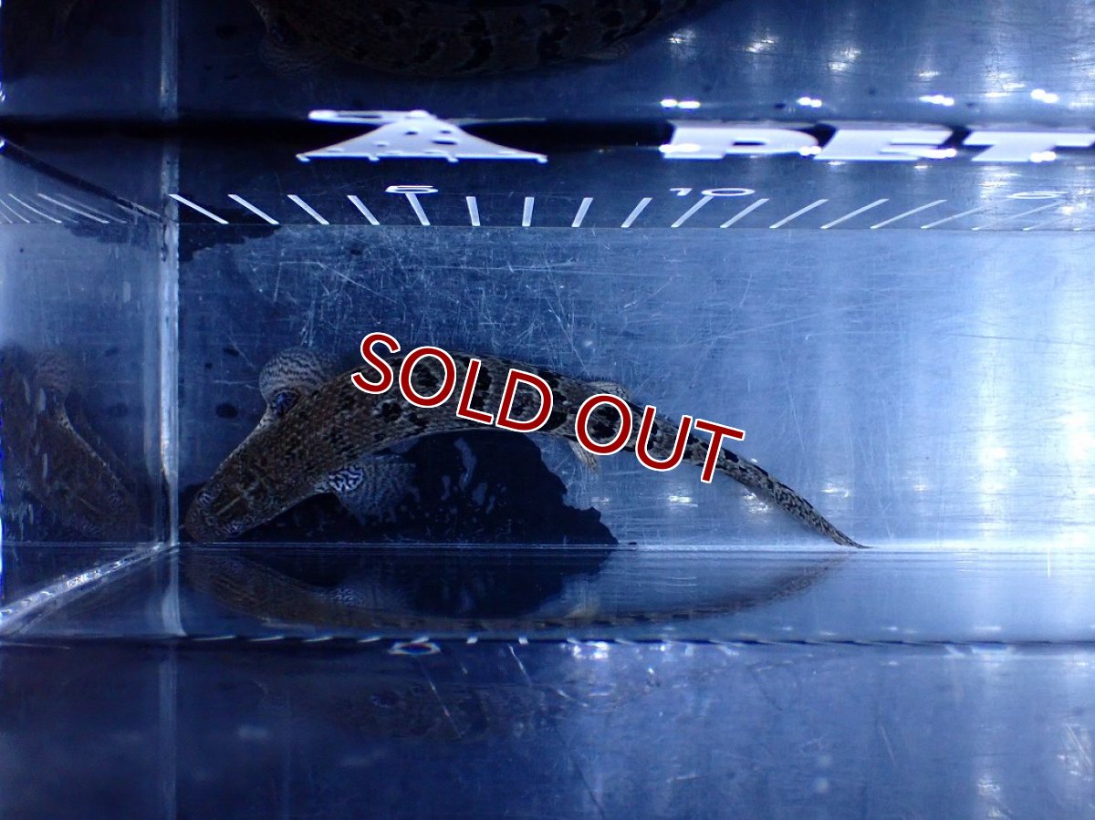 画像3: 【10%OFF対象商品30周年セール】【淡水魚】【通販】大きめ No1 ポリプテルス ポリプテルス ロイヤルバンドデルヘジィ(タイガーバンド)【個体販売】大型魚(生体)(熱帯魚)NKO (3)