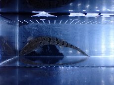 画像3: 【淡水魚】【通販】大きめ No1 ポリプテルス ポリプテルス ロイヤルバンドデルヘジィ(タイガーバンド)【個体販売】大型魚(生体)(熱帯魚)NKO (3)