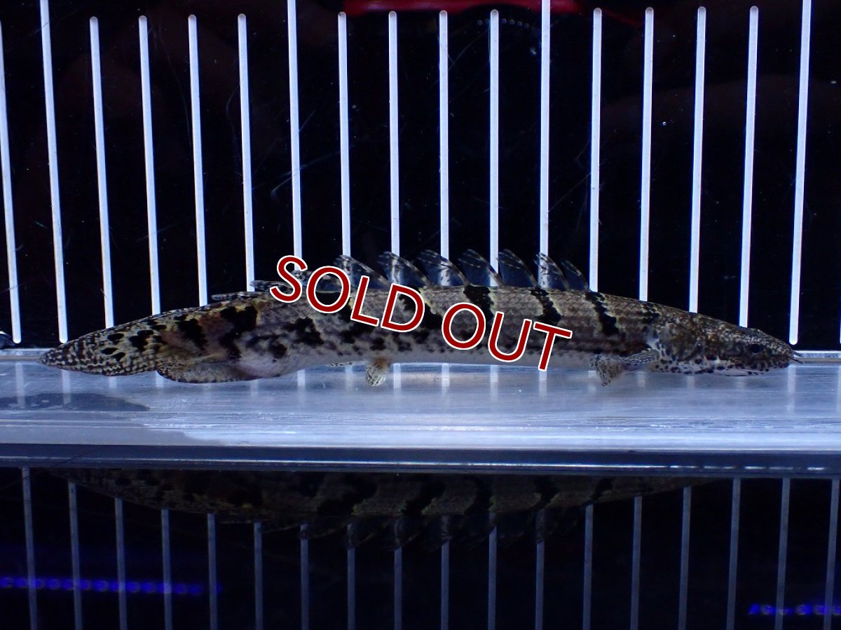 画像1: 【淡水魚】【通販】大きめ No2 ポリプテルス ポリプテルス ロイヤルバンドデルヘジィ(タイガーバンド)【個体販売】大型魚(生体)(熱帯魚)NKO (1)