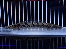 画像1: 【淡水魚】【通販】大きめ No2 ポリプテルス ポリプテルス ロイヤルバンドデルヘジィ(タイガーバンド)【個体販売】大型魚(生体)(熱帯魚)NKO (1)