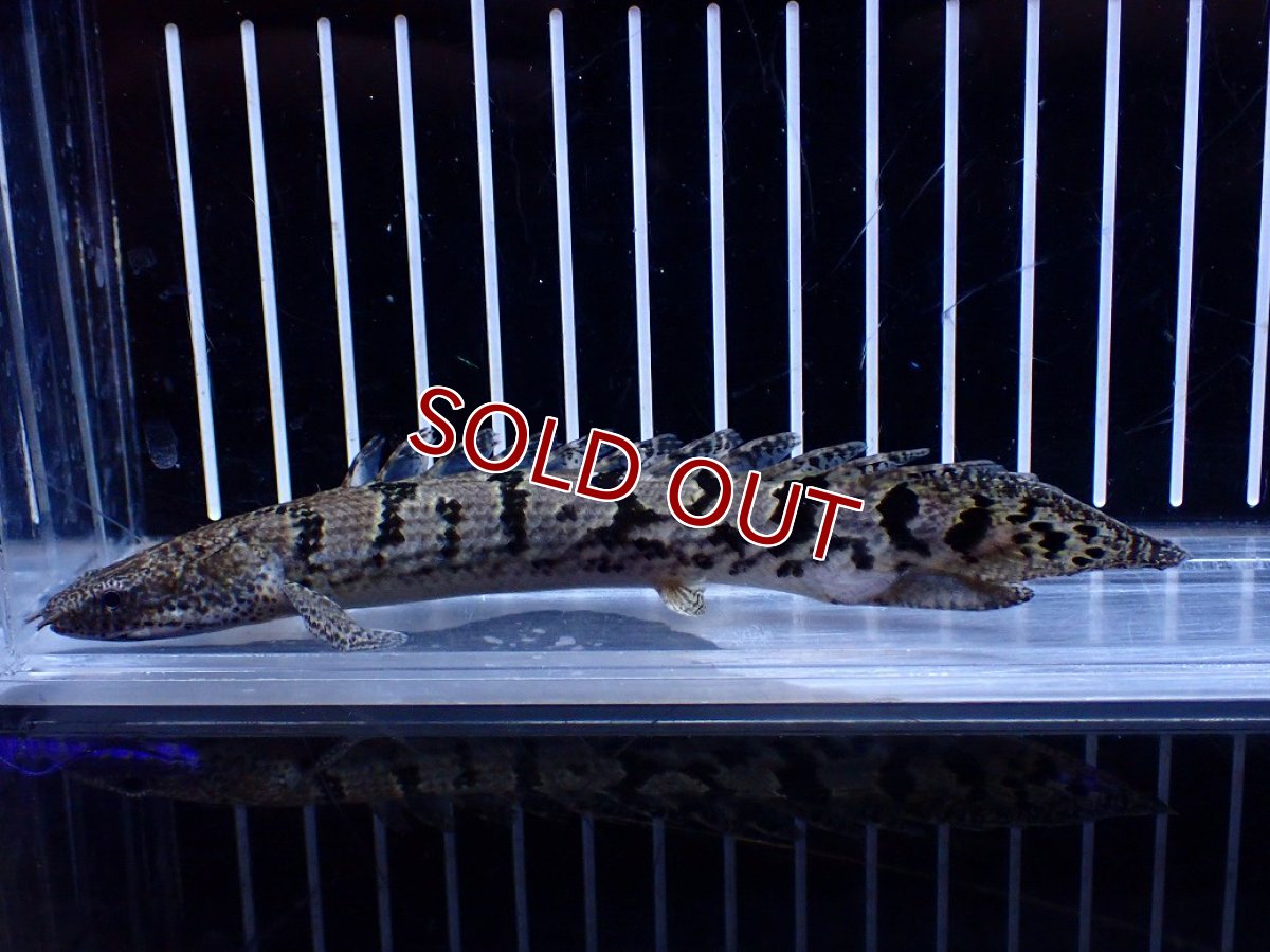 画像2: 【淡水魚】【通販】大きめ No2 ポリプテルス ポリプテルス ロイヤルバンドデルヘジィ(タイガーバンド)【個体販売】大型魚(生体)(熱帯魚)NKO (2)