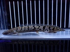 画像2: 【淡水魚】【通販】大きめ No2 ポリプテルス ポリプテルス ロイヤルバンドデルヘジィ(タイガーバンド)【個体販売】大型魚(生体)(熱帯魚)NKO (2)