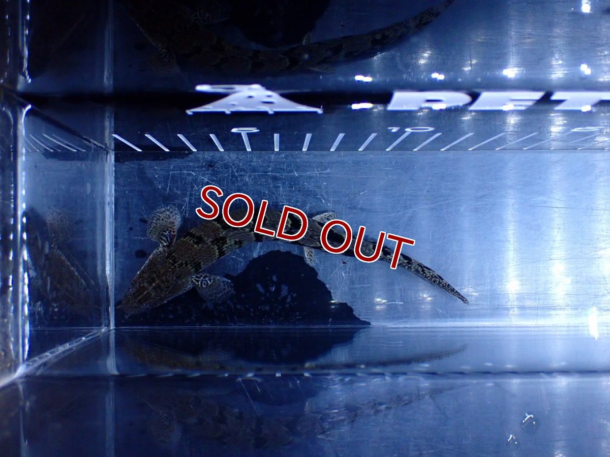 画像3: 【淡水魚】【通販】大きめ No2 ポリプテルス ポリプテルス ロイヤルバンドデルヘジィ(タイガーバンド)【個体販売】大型魚(生体)(熱帯魚)NKO (3)