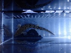 画像3: 【淡水魚】【通販】大きめ No2 ポリプテルス ポリプテルス ロイヤルバンドデルヘジィ(タイガーバンド)【個体販売】大型魚(生体)(熱帯魚)NKO (3)