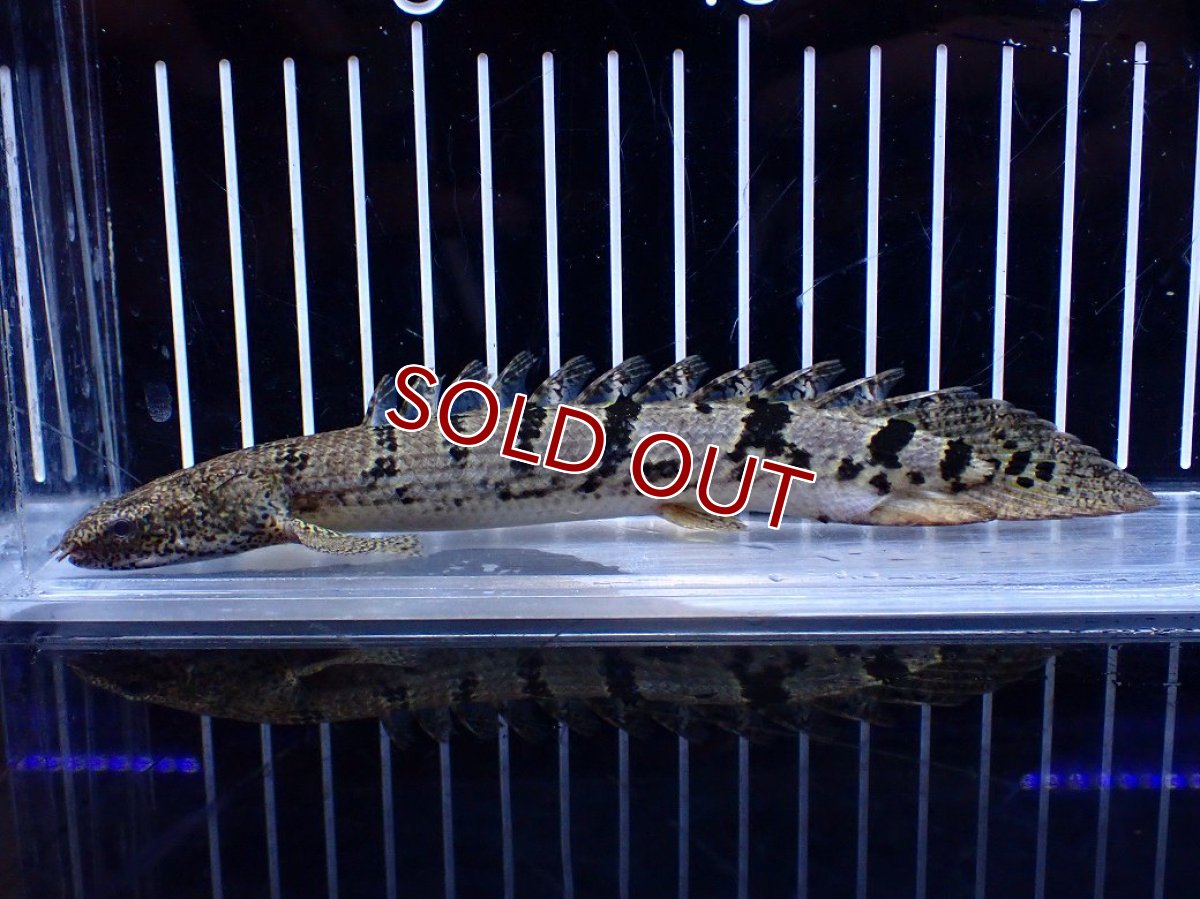 画像1: 【淡水魚】【通販】大きめ No3 ポリプテルス ポリプテルス ロイヤルバンドデルヘジィ(タイガーバンド)【個体販売】大型魚(生体)(熱帯魚)NKO (1)