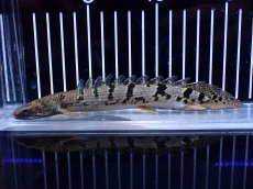 画像1: 【淡水魚】【通販】大きめ No3 ポリプテルス ポリプテルス ロイヤルバンドデルヘジィ(タイガーバンド)【個体販売】大型魚(生体)(熱帯魚)NKO (1)