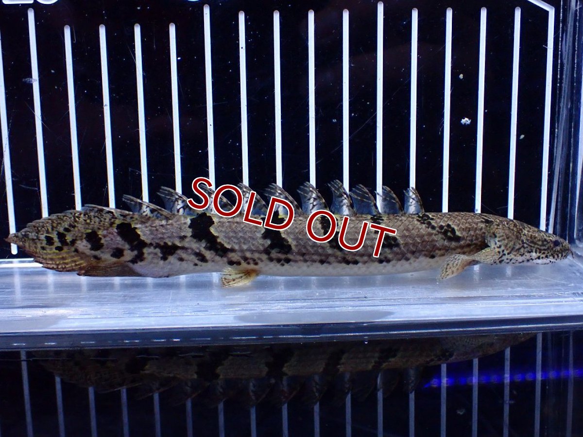 画像2: 【淡水魚】【通販】大きめ No3 ポリプテルス ポリプテルス ロイヤルバンドデルヘジィ(タイガーバンド)【個体販売】大型魚(生体)(熱帯魚)NKO (2)