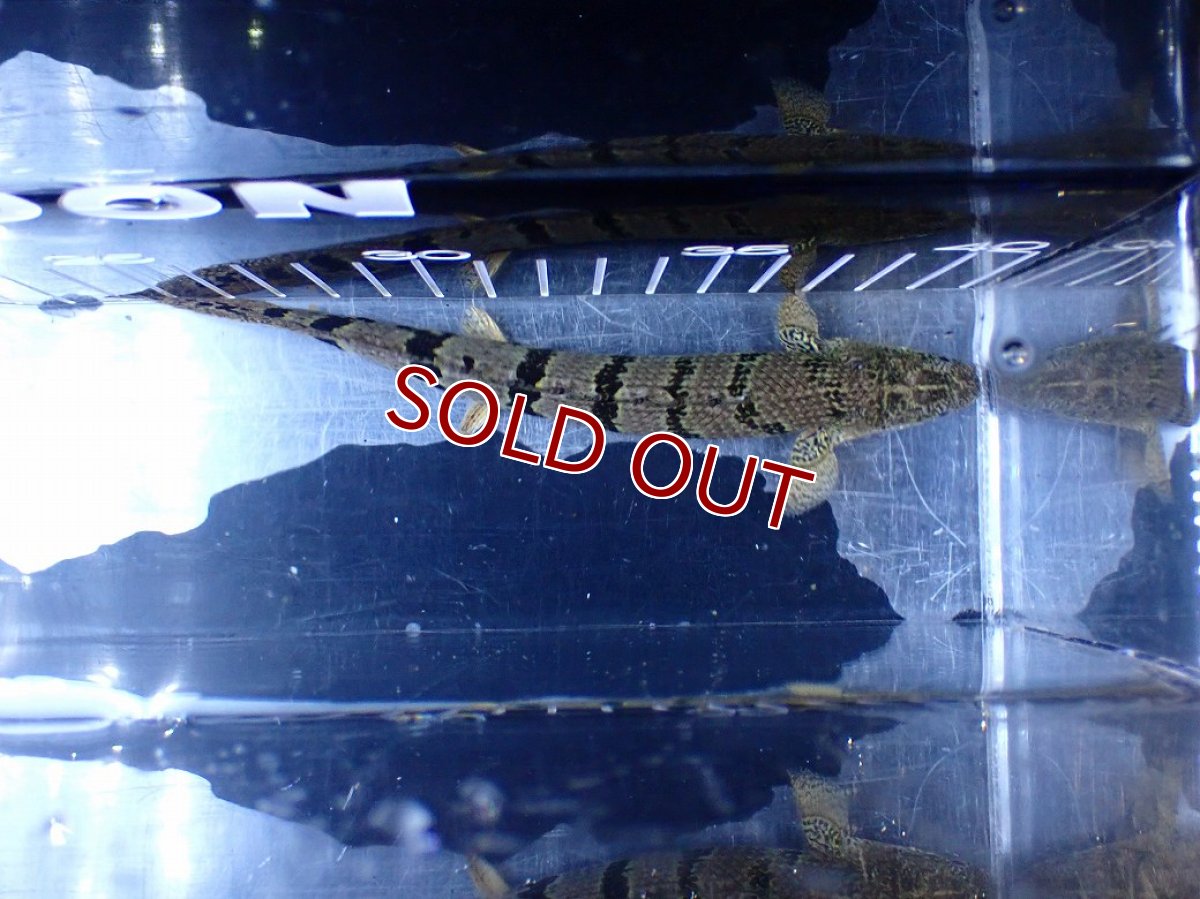 画像3: 【淡水魚】【通販】大きめ No3 ポリプテルス ポリプテルス ロイヤルバンドデルヘジィ(タイガーバンド)【個体販売】大型魚(生体)(熱帯魚)NKO (3)