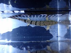 画像3: 【淡水魚】【通販】大きめ No3 ポリプテルス ポリプテルス ロイヤルバンドデルヘジィ(タイガーバンド)【個体販売】大型魚(生体)(熱帯魚)NKO (3)