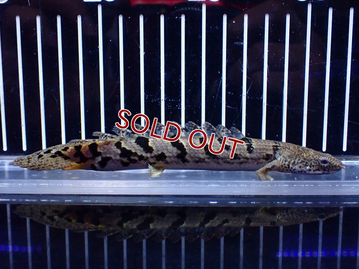 画像1: 【淡水魚】【通販】大きめ No4 ポリプテルス ポリプテルス ロイヤルバンドデルヘジィ(タイガーバンド)【個体販売】大型魚(生体)(熱帯魚)NKO (1)