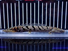 画像1: 【淡水魚】【通販】大きめ No4 ポリプテルス ポリプテルス ロイヤルバンドデルヘジィ(タイガーバンド)【個体販売】大型魚(生体)(熱帯魚)NKO (1)