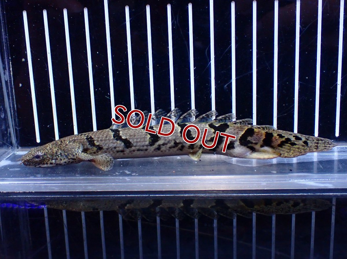 画像2: 【淡水魚】【通販】大きめ No4 ポリプテルス ポリプテルス ロイヤルバンドデルヘジィ(タイガーバンド)【個体販売】大型魚(生体)(熱帯魚)NKO (2)