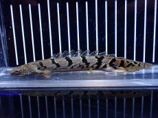 画像2: 【淡水魚】【通販】大きめ No4 ポリプテルス ポリプテルス ロイヤルバンドデルヘジィ(タイガーバンド)【個体販売】大型魚(生体)(熱帯魚)NKO (2)