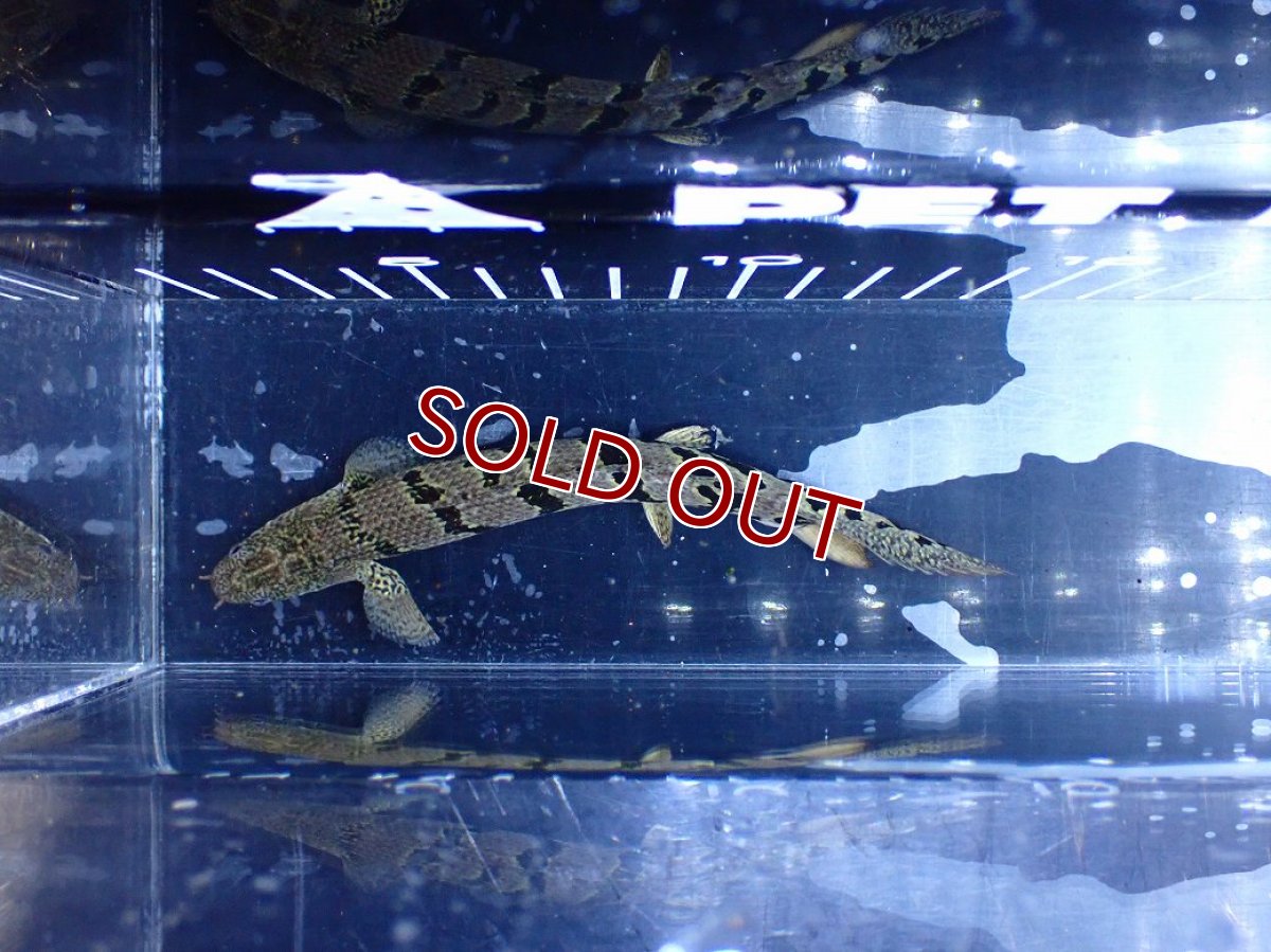 画像3: 【淡水魚】【通販】大きめ No4 ポリプテルス ポリプテルス ロイヤルバンドデルヘジィ(タイガーバンド)【個体販売】大型魚(生体)(熱帯魚)NKO (3)