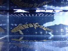 画像3: 【淡水魚】【通販】大きめ No4 ポリプテルス ポリプテルス ロイヤルバンドデルヘジィ(タイガーバンド)【個体販売】大型魚(生体)(熱帯魚)NKO (3)