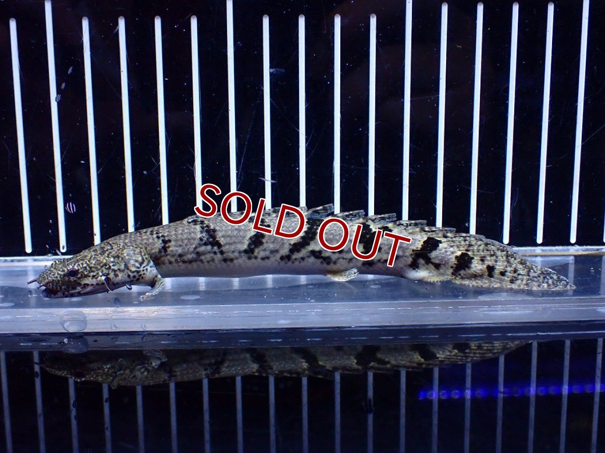 画像1: 【10%OFF対象商品30周年セール】【淡水魚】【通販】大きめ No5 ポリプテルス ポリプテルス ロイヤルバンドデルヘジィ(タイガーバンド)【個体販売】大型魚(生体)(熱帯魚)NKO (1)