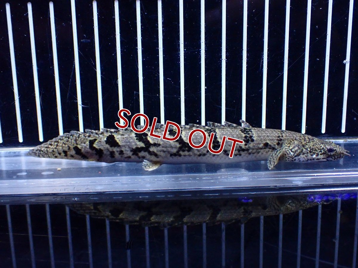 画像2: 【10%OFF対象商品30周年セール】【淡水魚】【通販】大きめ No5 ポリプテルス ポリプテルス ロイヤルバンドデルヘジィ(タイガーバンド)【個体販売】大型魚(生体)(熱帯魚)NKO (2)