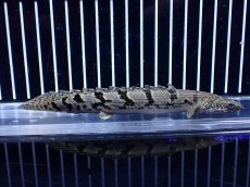 画像2: 【淡水魚】【通販】大きめ No5 ポリプテルス ポリプテルス ロイヤルバンドデルヘジィ(タイガーバンド)【個体販売】大型魚(生体)(熱帯魚)NKO (2)