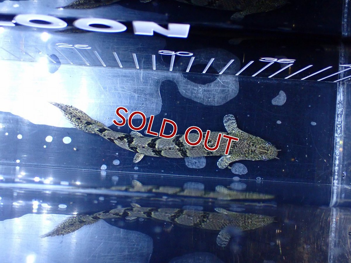 画像3: 【10%OFF対象商品30周年セール】【淡水魚】【通販】大きめ No5 ポリプテルス ポリプテルス ロイヤルバンドデルヘジィ(タイガーバンド)【個体販売】大型魚(生体)(熱帯魚)NKO (3)