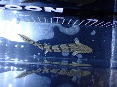 画像3: 【淡水魚】【通販】大きめ No5 ポリプテルス ポリプテルス ロイヤルバンドデルヘジィ(タイガーバンド)【個体販売】大型魚(生体)(熱帯魚)NKO (3)