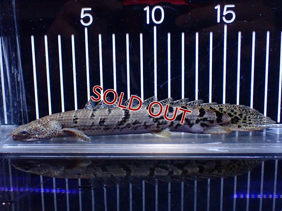 画像1: 【淡水魚】【通販】大きめ No6 ポリプテルス ポリプテルス ロイヤルバンドデルヘジィ(タイガーバンド)【個体販売】大型魚(生体)(熱帯魚)NKO (1)