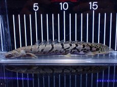 画像1: 【淡水魚】【通販】大きめ No6 ポリプテルス ポリプテルス ロイヤルバンドデルヘジィ(タイガーバンド)【個体販売】大型魚(生体)(熱帯魚)NKO (1)