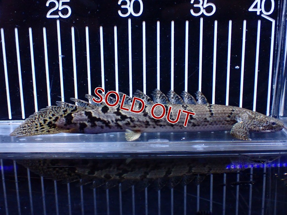 画像2: 【淡水魚】【通販】大きめ No6 ポリプテルス ポリプテルス ロイヤルバンドデルヘジィ(タイガーバンド)【個体販売】大型魚(生体)(熱帯魚)NKO (2)