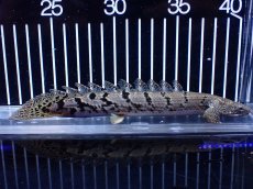 画像2: 【淡水魚】【通販】大きめ No6 ポリプテルス ポリプテルス ロイヤルバンドデルヘジィ(タイガーバンド)【個体販売】大型魚(生体)(熱帯魚)NKO (2)