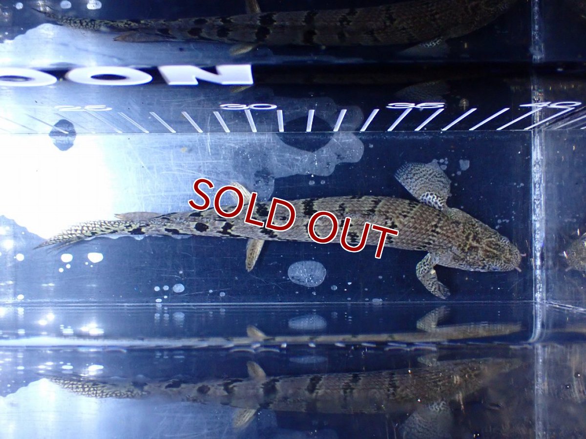 画像3: 【淡水魚】【通販】大きめ No6 ポリプテルス ポリプテルス ロイヤルバンドデルヘジィ(タイガーバンド)【個体販売】大型魚(生体)(熱帯魚)NKO (3)