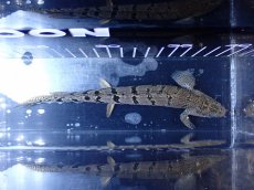 画像3: 【淡水魚】【通販】大きめ No6 ポリプテルス ポリプテルス ロイヤルバンドデルヘジィ(タイガーバンド)【個体販売】大型魚(生体)(熱帯魚)NKO (3)