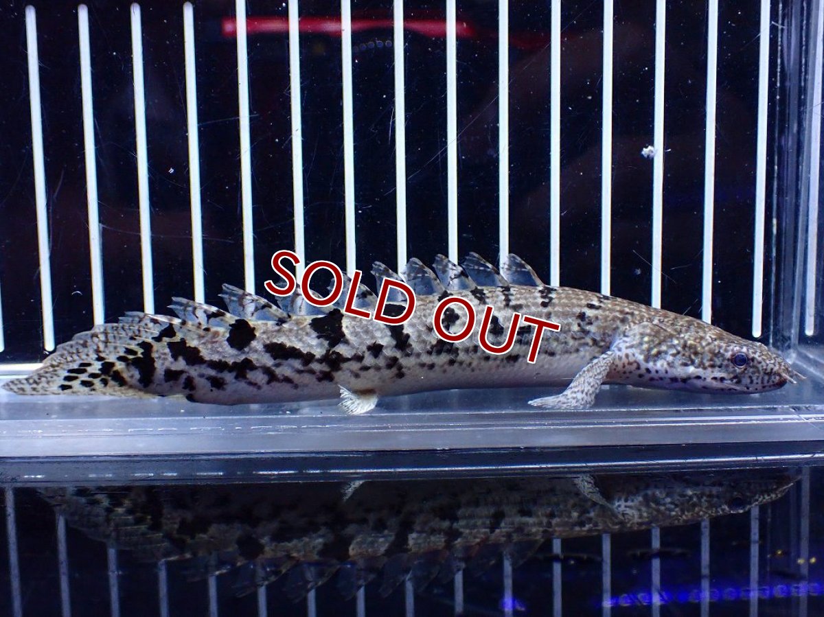 画像1: 【10%OFF対象商品30周年セール】【淡水魚】【通販】大きめ No7 ポリプテルス ポリプテルス ロイヤルバンドデルヘジィ(タイガーバンド)【個体販売】大型魚(生体)(熱帯魚)NKO (1)