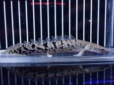 画像1: 【淡水魚】【通販】大きめ No7 ポリプテルス ポリプテルス ロイヤルバンドデルヘジィ(タイガーバンド)【個体販売】大型魚(生体)(熱帯魚)NKO (1)