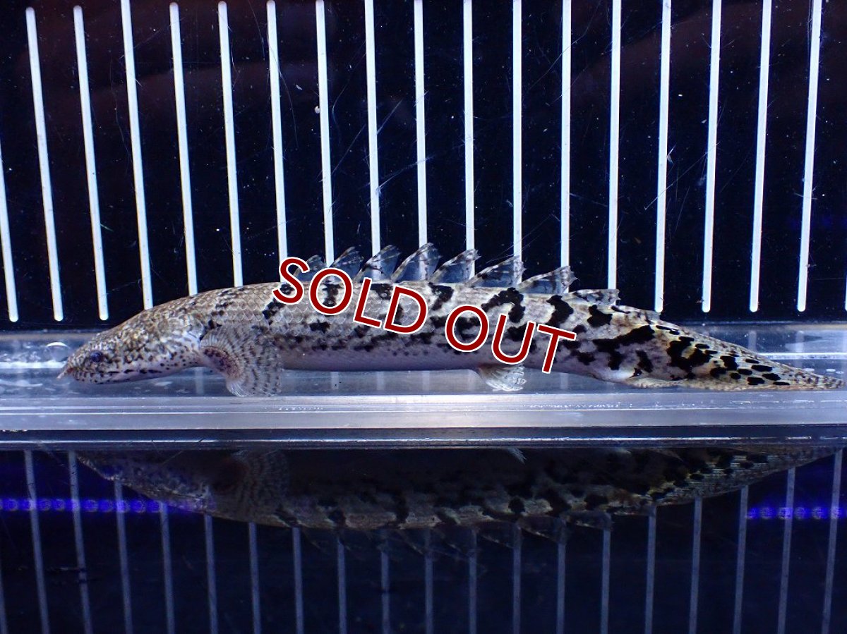 画像2: 【10%OFF対象商品30周年セール】【淡水魚】【通販】大きめ No7 ポリプテルス ポリプテルス ロイヤルバンドデルヘジィ(タイガーバンド)【個体販売】大型魚(生体)(熱帯魚)NKO (2)