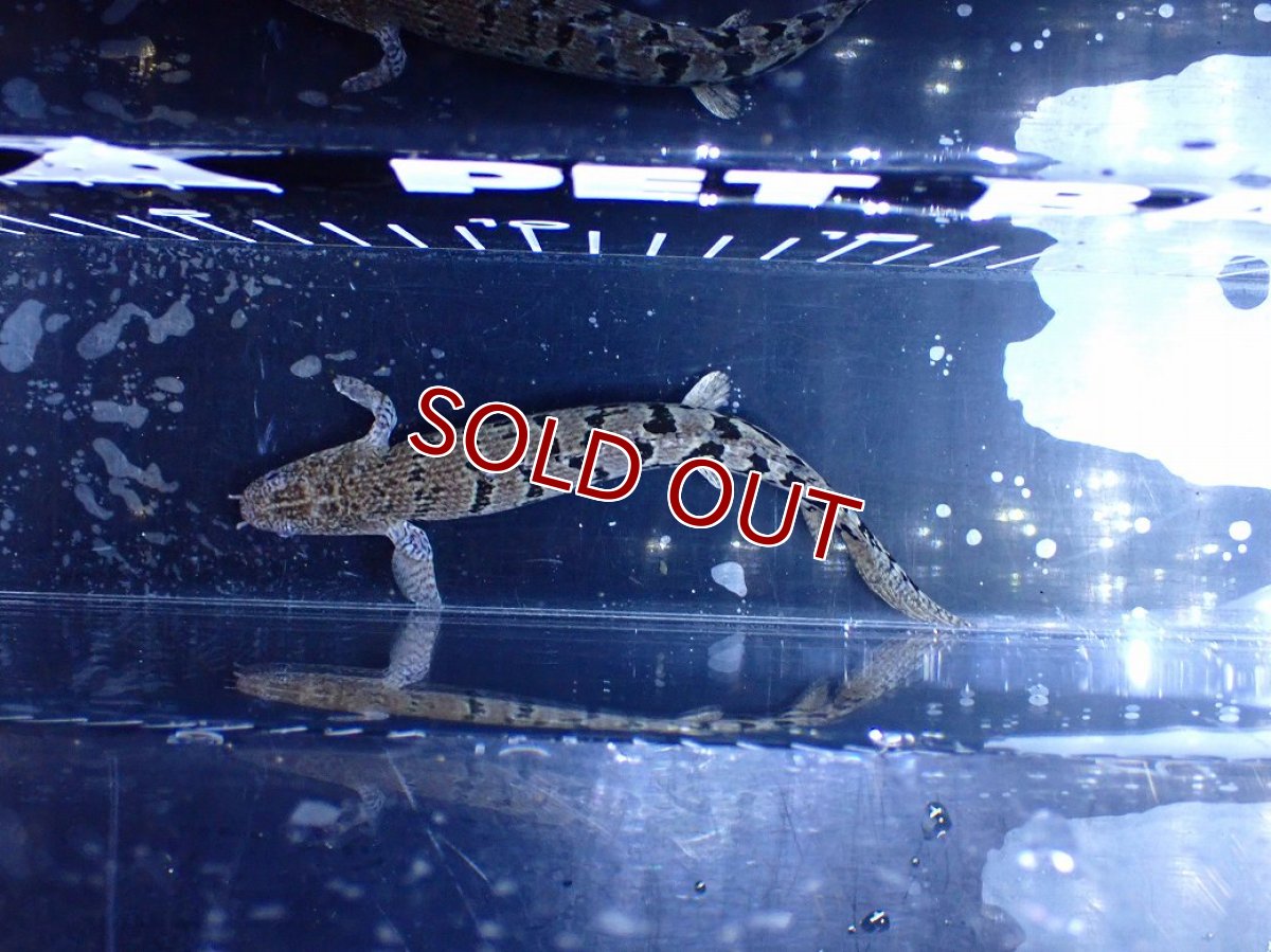 画像3: 【10%OFF対象商品30周年セール】【淡水魚】【通販】大きめ No7 ポリプテルス ポリプテルス ロイヤルバンドデルヘジィ(タイガーバンド)【個体販売】大型魚(生体)(熱帯魚)NKO (3)