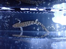 画像3: 【淡水魚】【通販】大きめ No7 ポリプテルス ポリプテルス ロイヤルバンドデルヘジィ(タイガーバンド)【個体販売】大型魚(生体)(熱帯魚)NKO (3)