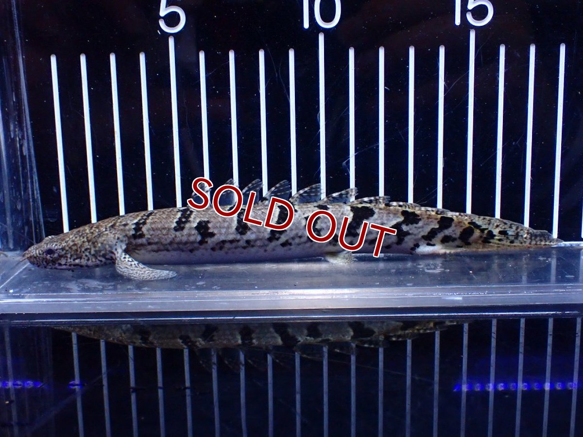 画像1: 【淡水魚】【通販】大きめ No8 ポリプテルス ポリプテルス ロイヤルバンドデルヘジィ(タイガーバンド)【個体販売】大型魚(生体)(熱帯魚)NKO (1)