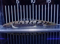 画像1: 【淡水魚】【通販】大きめ No8 ポリプテルス ポリプテルス ロイヤルバンドデルヘジィ(タイガーバンド)【個体販売】大型魚(生体)(熱帯魚)NKO (1)