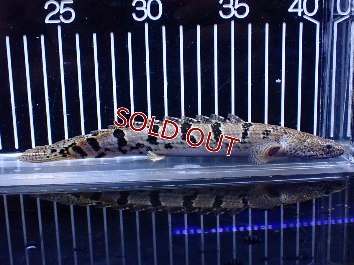 画像2: 【淡水魚】【通販】大きめ No8 ポリプテルス ポリプテルス ロイヤルバンドデルヘジィ(タイガーバンド)【個体販売】大型魚(生体)(熱帯魚)NKO (2)