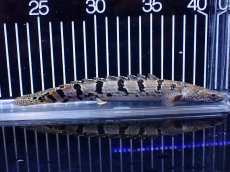 画像2: 【淡水魚】【通販】大きめ No8 ポリプテルス ポリプテルス ロイヤルバンドデルヘジィ(タイガーバンド)【個体販売】大型魚(生体)(熱帯魚)NKO (2)