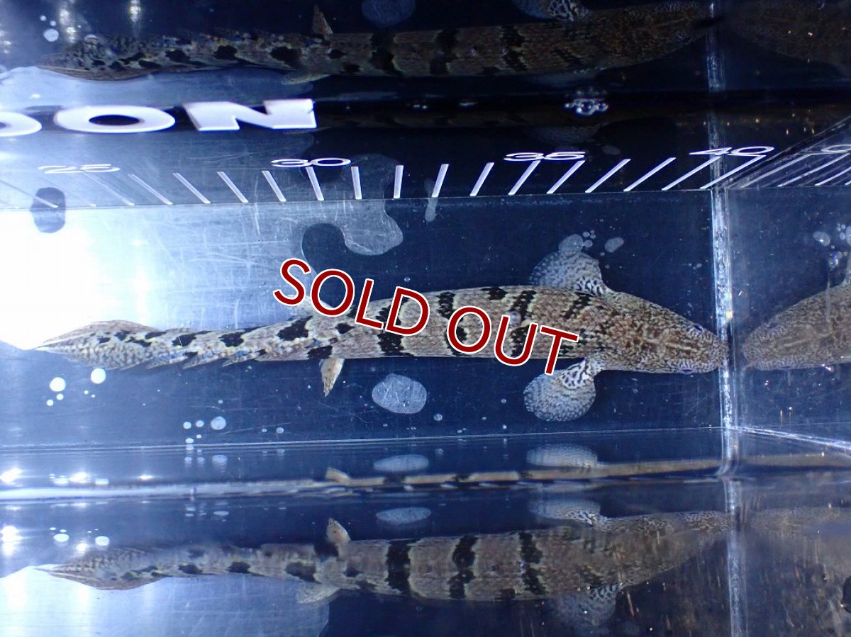画像3: 【淡水魚】【通販】大きめ No8 ポリプテルス ポリプテルス ロイヤルバンドデルヘジィ(タイガーバンド)【個体販売】大型魚(生体)(熱帯魚)NKO (3)