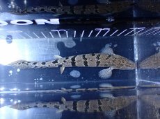 画像3: 【淡水魚】【通販】大きめ No8 ポリプテルス ポリプテルス ロイヤルバンドデルヘジィ(タイガーバンド)【個体販売】大型魚(生体)(熱帯魚)NKO (3)