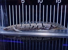 画像1: 【淡水魚】【通販】大きめ No9 ポリプテルス ポリプテルス ロイヤルバンドデルヘジィ(タイガーバンド)【個体販売】大型魚(生体)(熱帯魚)NKO (1)