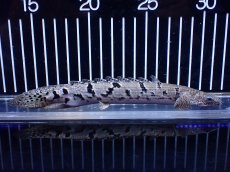 画像2: 【淡水魚】【通販】大きめ No9 ポリプテルス ポリプテルス ロイヤルバンドデルヘジィ(タイガーバンド)【個体販売】大型魚(生体)(熱帯魚)NKO (2)