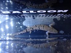 画像3: 【淡水魚】【通販】大きめ No9 ポリプテルス ポリプテルス ロイヤルバンドデルヘジィ(タイガーバンド)【個体販売】大型魚(生体)(熱帯魚)NKO (3)