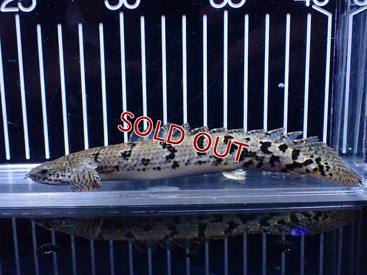 画像1: 【10%OFF対象商品30周年セール】【淡水魚】【通販】大きめ No10 ポリプテルス ポリプテルス ロイヤルバンドデルヘジィ(タイガーバンド)【個体販売大型魚(生体)(熱帯魚)NKO (1)