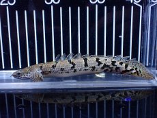 画像1: 【淡水魚】【通販】大きめ No10 ポリプテルス ポリプテルス ロイヤルバンドデルヘジィ(タイガーバンド)【個体販売大型魚(生体)(熱帯魚)NKO (1)