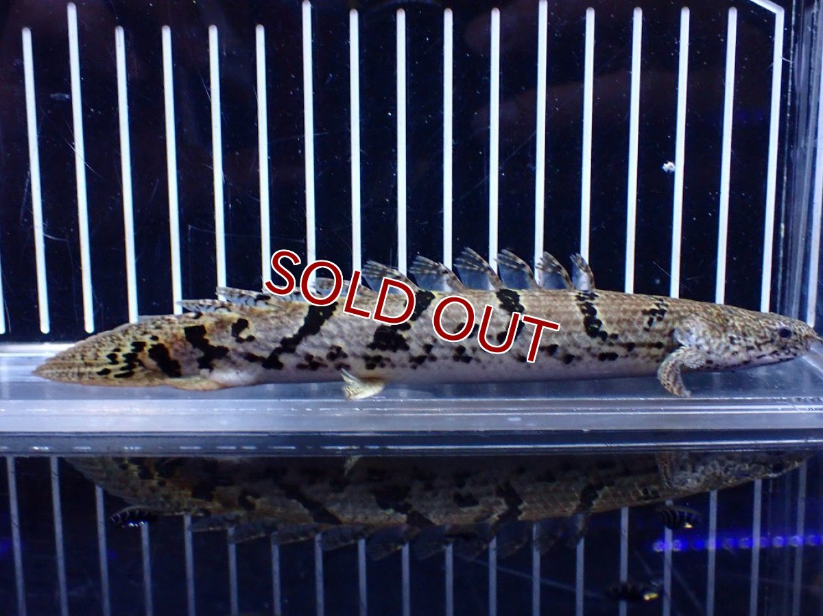 画像2: 【10%OFF対象商品30周年セール】【淡水魚】【通販】大きめ No10 ポリプテルス ポリプテルス ロイヤルバンドデルヘジィ(タイガーバンド)【個体販売大型魚(生体)(熱帯魚)NKO (2)